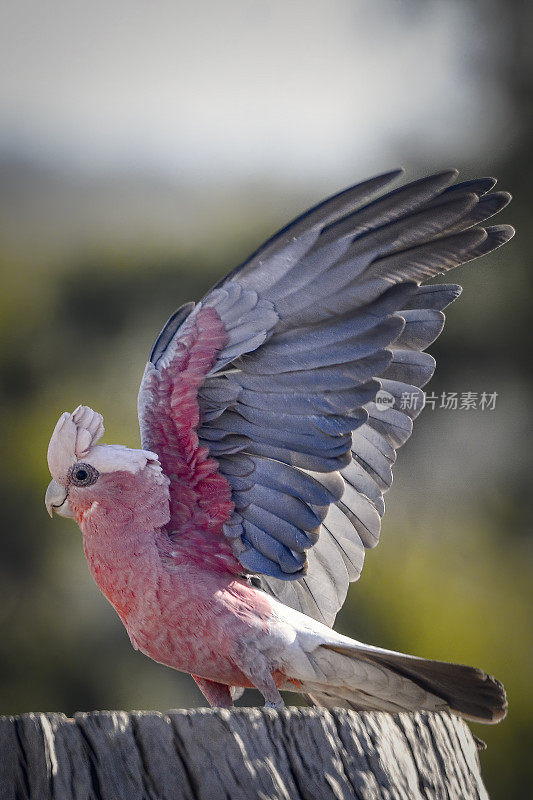 飞行杆(Eolophus roseicapilla)